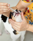 15pcs Pet First Aid Kit. Ideal for preppers!